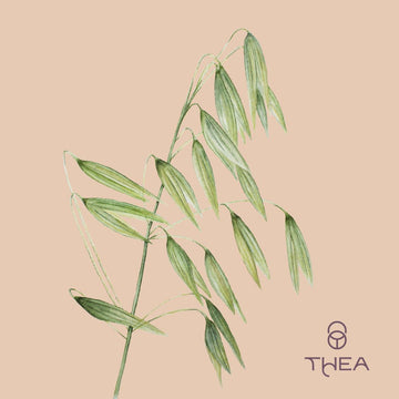 Avena