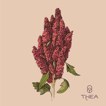 La Quinoa
